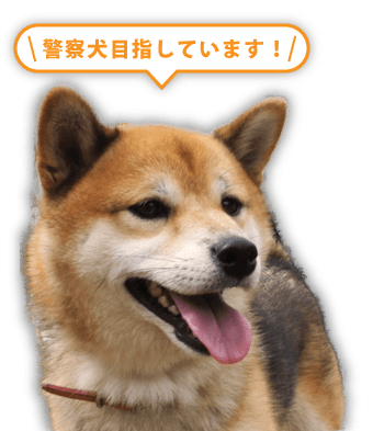 警察犬目指しています！