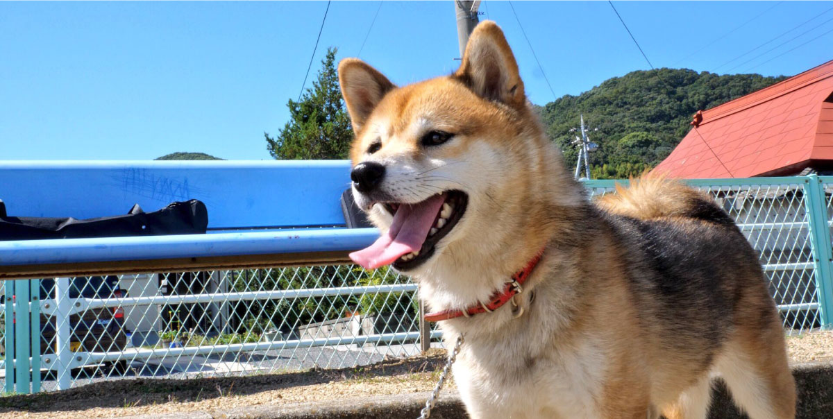 保護犬・愛ちゃん