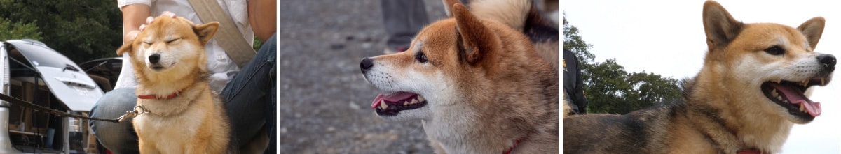 保護犬・愛ちゃん2
