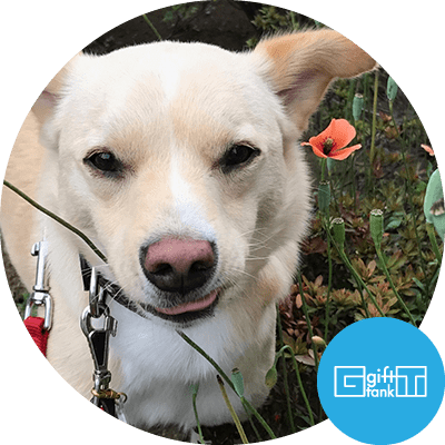 保護犬・ブラッキー