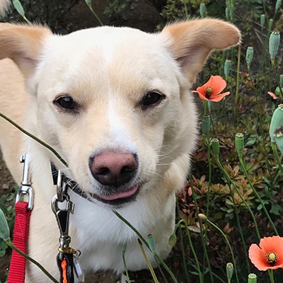 保護犬・ブラッキー