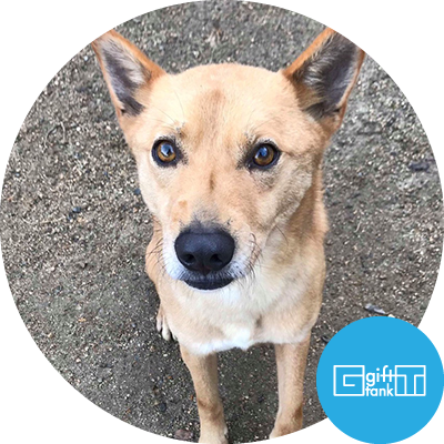 保護犬・サンクス