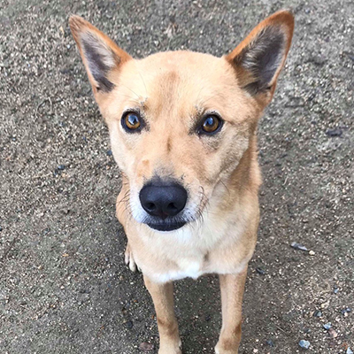 保護犬・サンクス